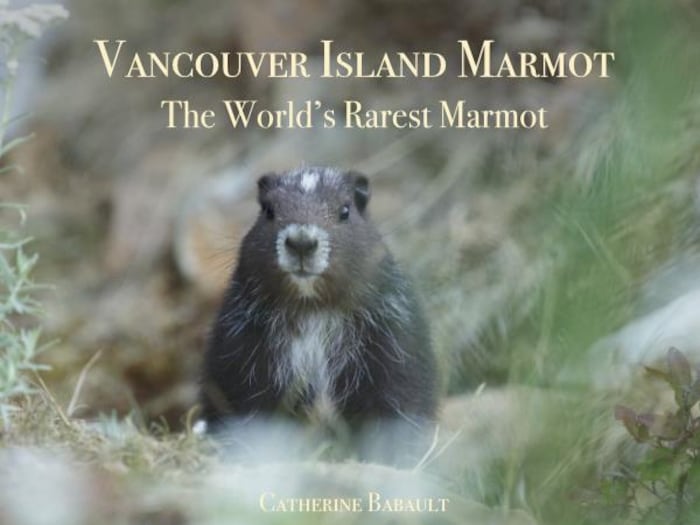 Couverture du livre  « Vancouver Island Marmot » de Catherine Babault.