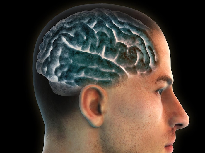 Dessin du cerveau d'un homme.