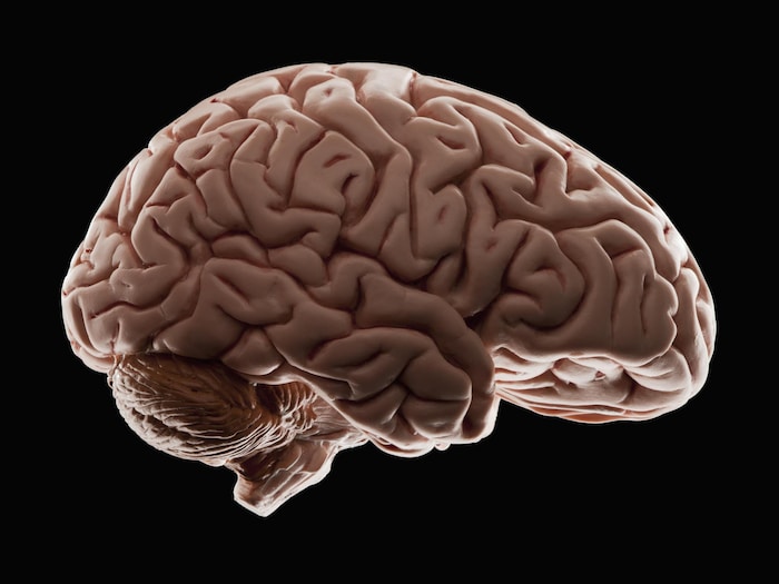 Représentation artistique du cerveau humain.
