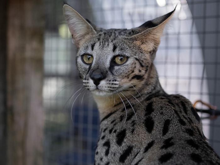 Un savannah aux aguets.