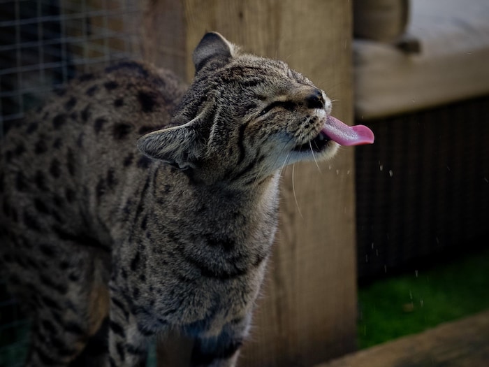 Un chat qui boit une goutte d'eau.