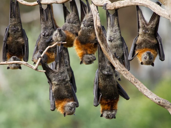 Un groupe de Pteropus poliocephalus suspendu aux branches d'un arbre.