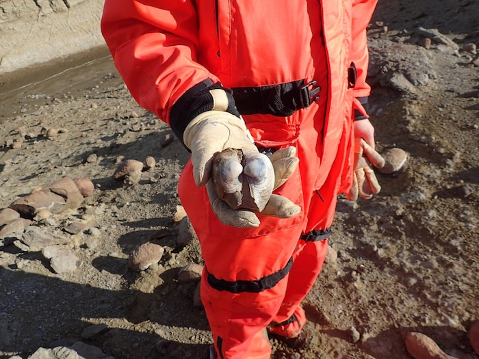 Un chercheur tient une coquille fossilisée de palourde.
