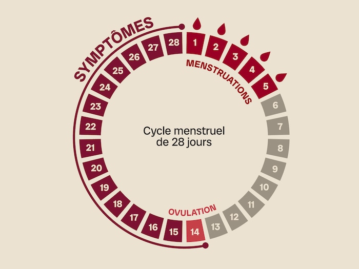 Graphique circulaire d'un cycle menstruel de 28 jours sur lequel sont indiqués la durée des menstruations (5 jours), puis l'ovulation à la quatorzième journée et les symptômes pouvant durer jusqu'à la vingt-huitième journée du cycle.