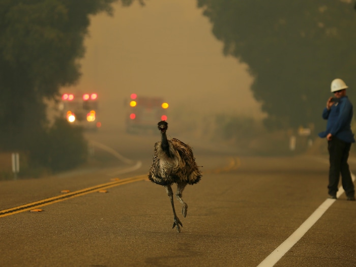 Un homme observe au loin un émou qui fuit un feu de forêt.