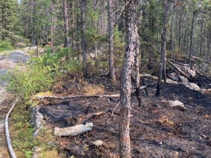 Une partie de forêt brûlée par les feux.