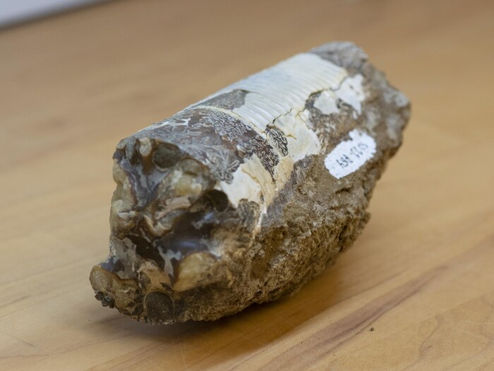 Un fossile sur une table.