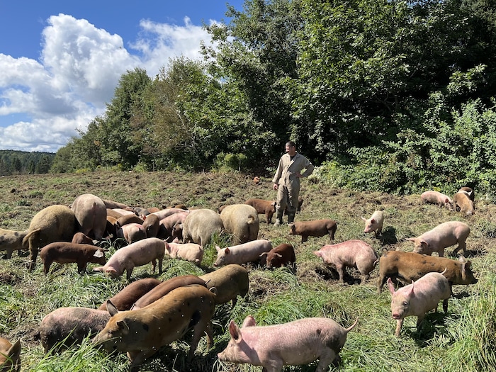 Guillaume Gagné est entouré de porcs dans un champ.