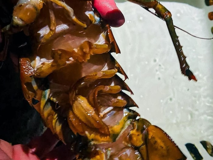 Le corps d'un homard hermaphrodite avec ses petites pattes.