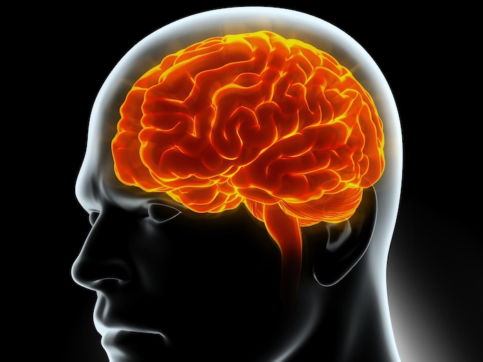Concept d'un cerveau humain.