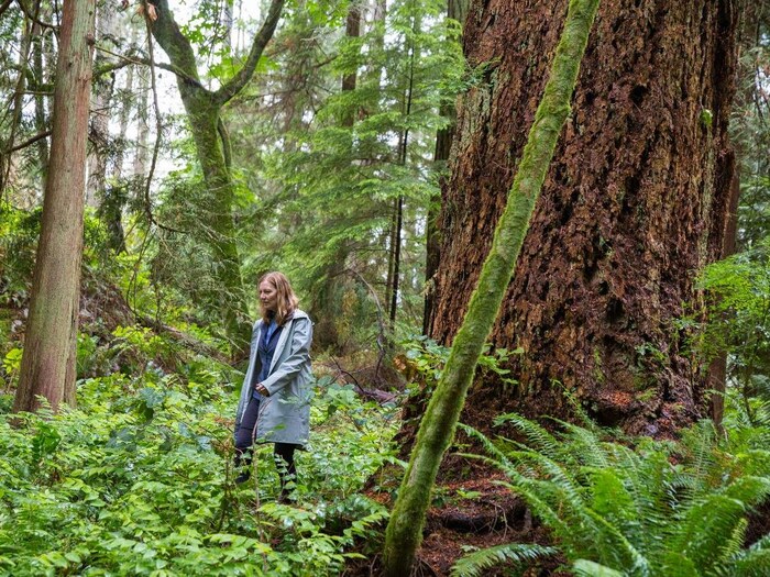 Une femme marche dans une forêt d'arbres géants. 