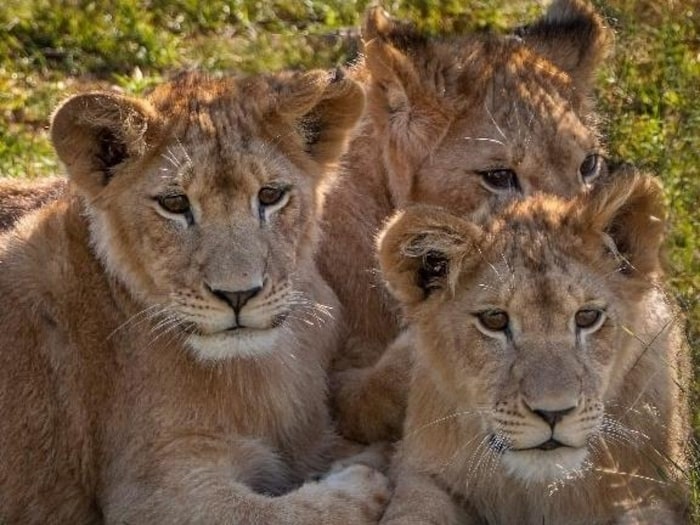 Nirvana, Scar et Mufasa sont arrivés au Zoo Animalia en 2022.