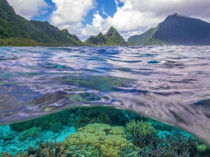 Des coraux au large de l'île d'Ofu, où s'élèvent des montagnes pointues.