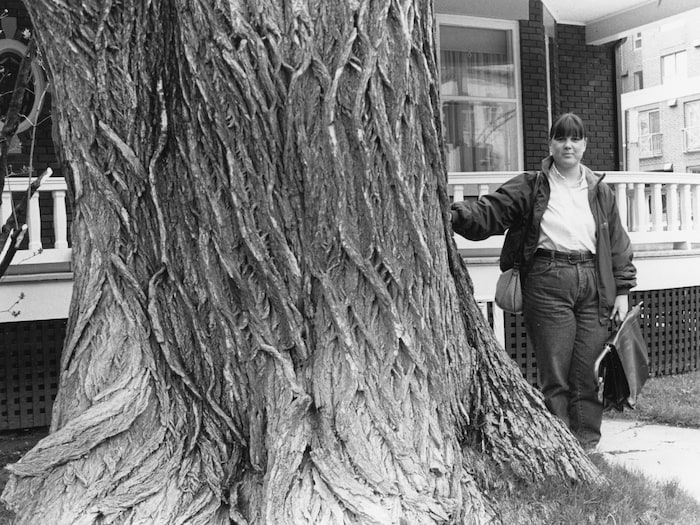 Une femme s'appuie contre le tronc impressionnant de l'orme d'Amérique considéré comme le doyen de la ville, en 1990. Situé sur Grande Allée, entre les rues Cartier et Salaberry. Il a dû être abattu après avoir été touché à son tour par la maladie, en 2006.