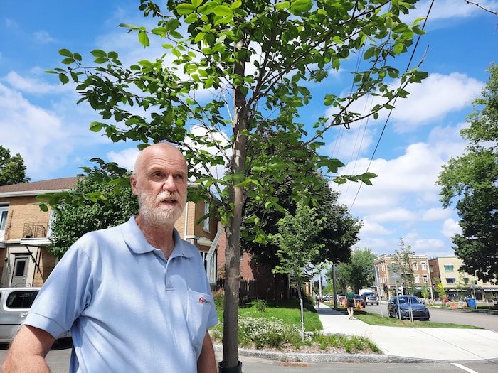 Le professeur Louis Bernier, près d'un petit orme hybride planté récemment près de chez lui, dans le quartier Saint-Sacrement.