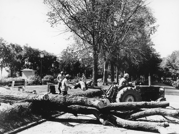Abattage d'ormes malades au jardin Jeanne-D'Arc en 1984, sur les plaines d'Abraham. On voit des ouvriers et un arbre en train d'être débité pour être déplacé par un petit tracteur.