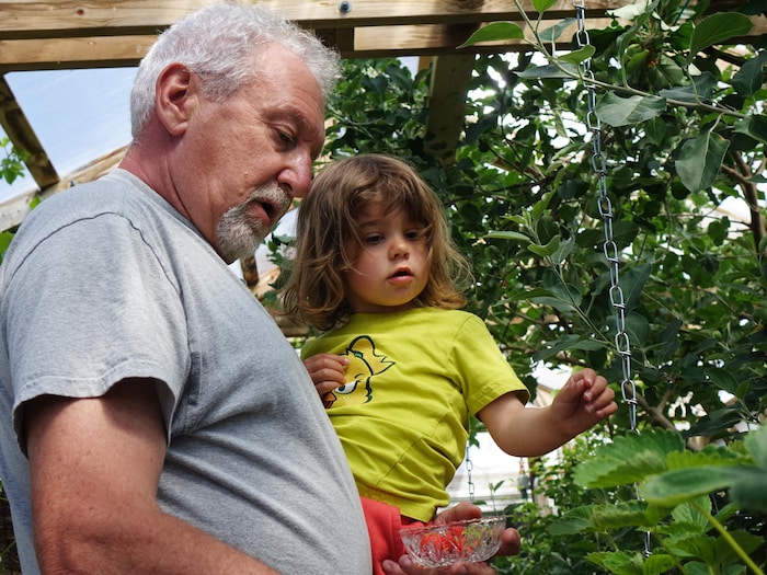 Un grand-père et sa petite-fille cueillent des fraises dans une serre.