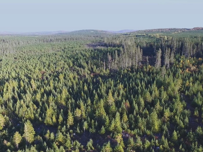 Vue aérienne d’une plantation de conifères. 