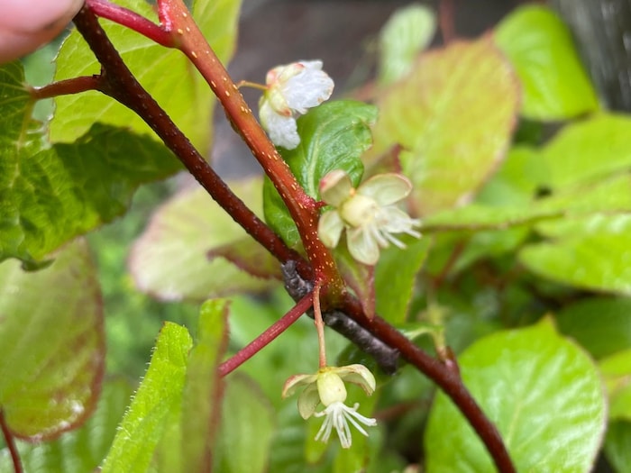 Des fleurs d'un plan de kiwis.