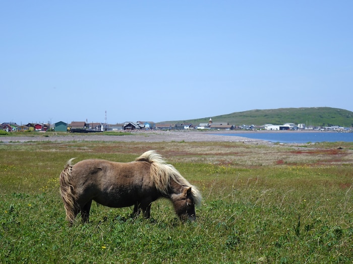 Un poney broute dans un champ.