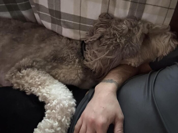 Un chien sur un divan.