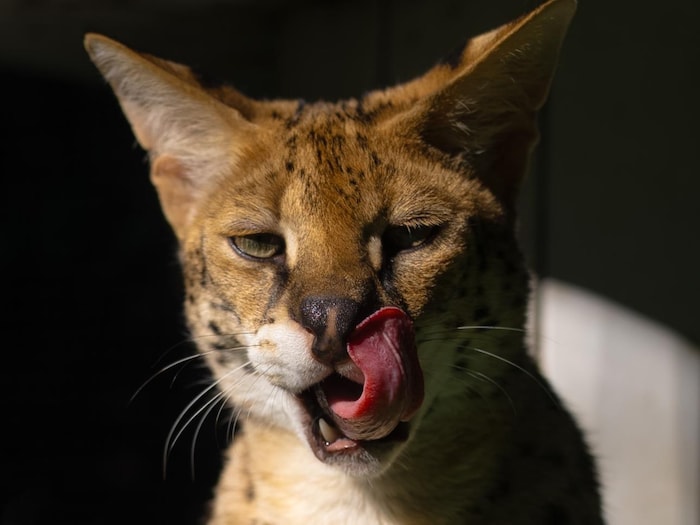 Le serval se lèche le museau.
