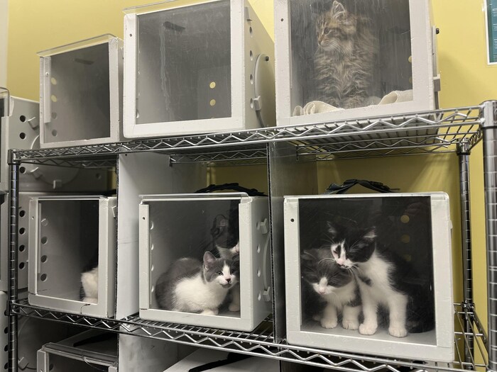 Des chats dans des cages.