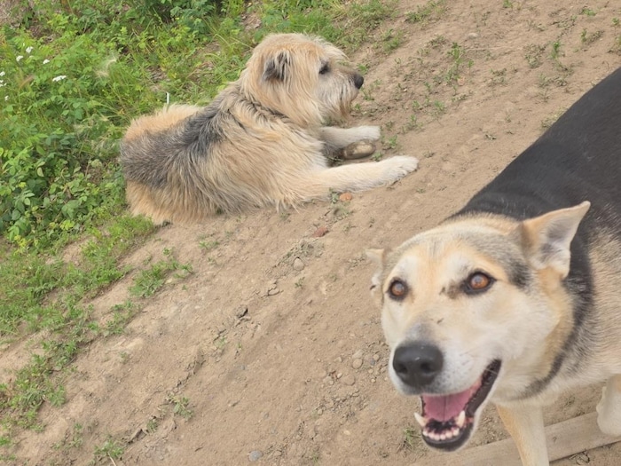 Deux chiens