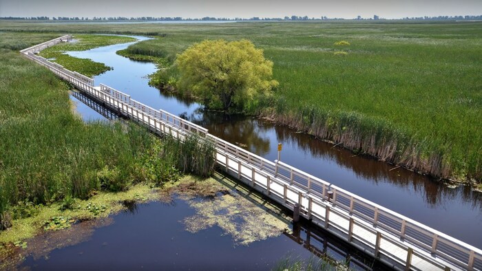 Un long sentier en bois au-dessus d'un champ vaseux