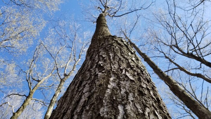 Un árbol