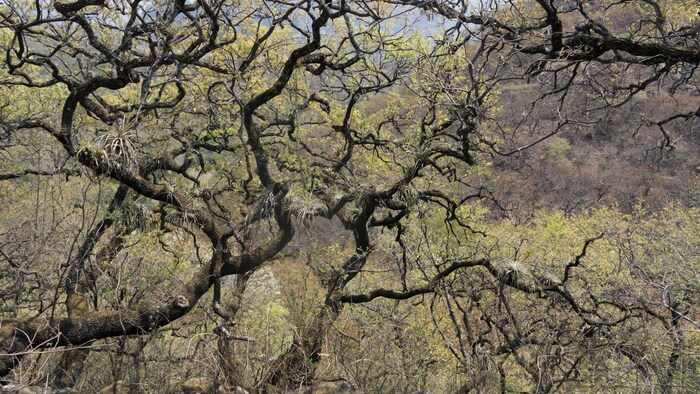 Matorrales y bosques salvajes frente a las escarpadas montañas