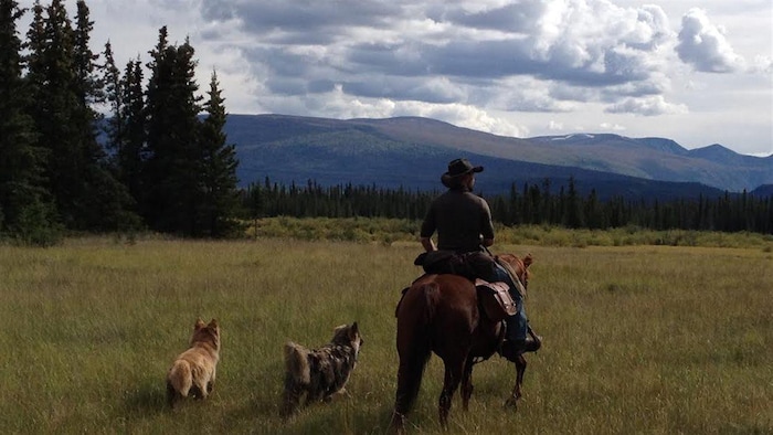 Une personne à cheval accompagnée de deux chiens dans une plaine bordée par une forêt