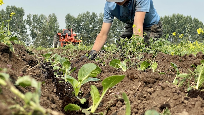 Un employé arrache les mauvaises herbes d'un jardin.