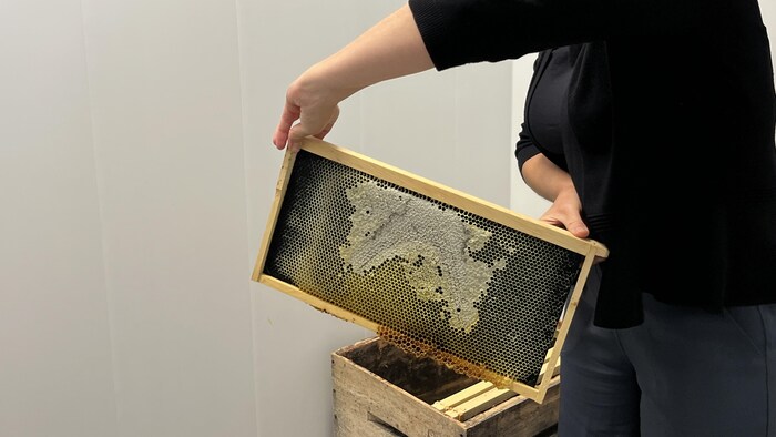 Une personne tient dans ses mains une plaque pour des abeilles.