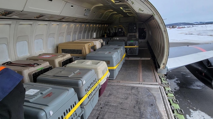 Des cages de transport pour chien sont dans un avion.