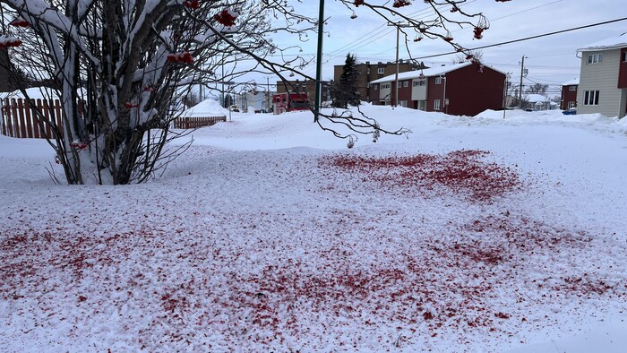 Des éclaboussures rouges dans la neige sous un cormier dont les fruits ont été mangés par des oiseaux.
