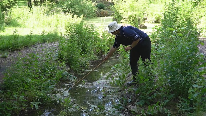 Une travailleuse de la ville sonde les cours d'eau stagnants pour des œufs de moustiques.
