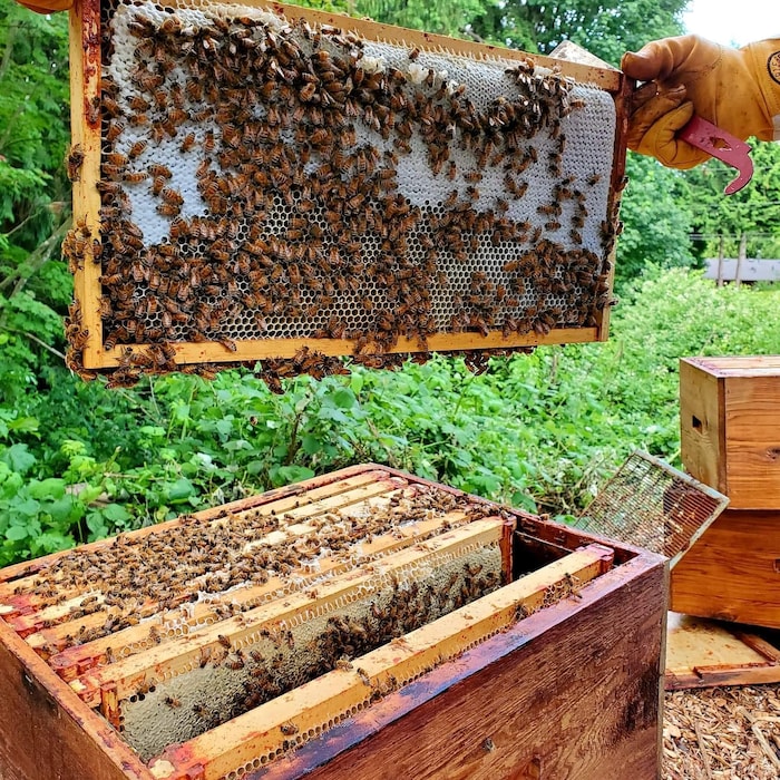 Une ruche d'abeilles.