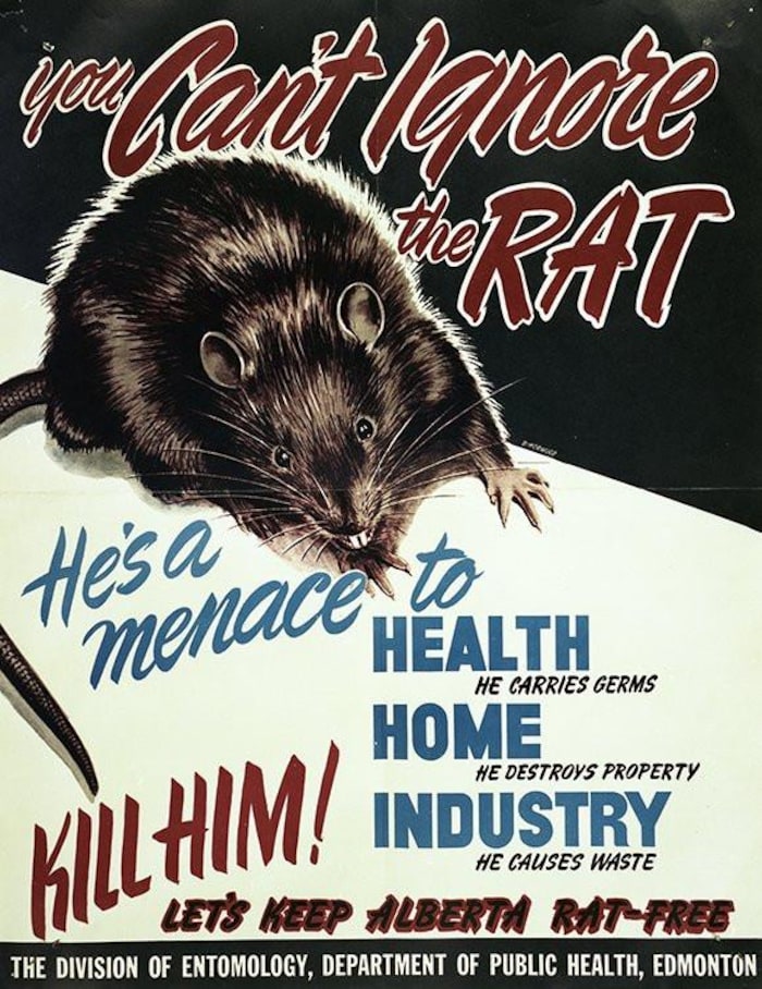 Une affiche de sensibilisation en anglais pour éliminer les rats. 