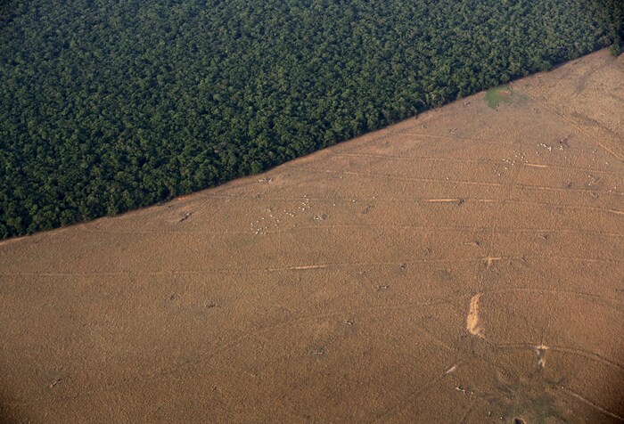 Vu aérienne d'un troupeau de zébu dans un espace défriché de la forêt amazonienne, au Brésil.