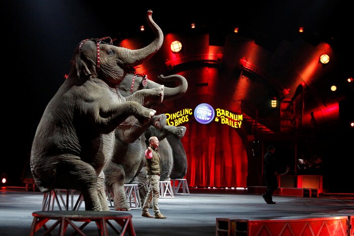 Des éléphants dans un cirque.