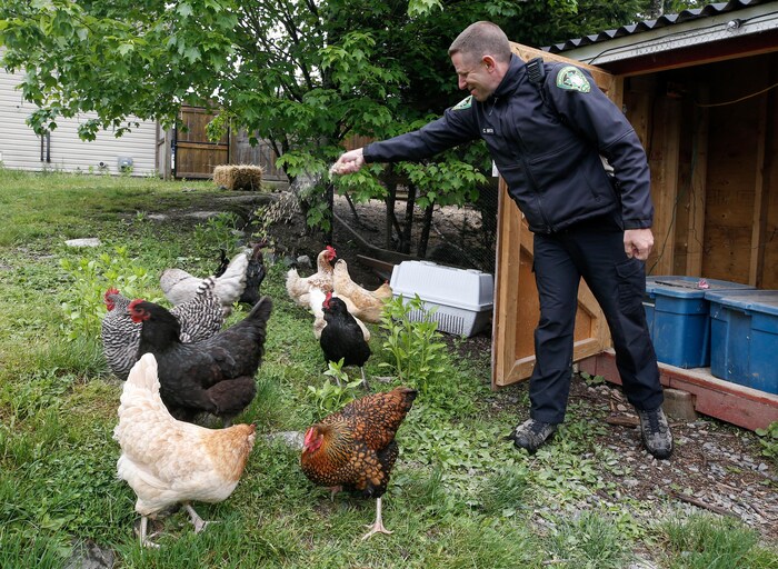 Un agent de conservation de la faune en uniforme sourit alors qu'il lance du grain à des poules.