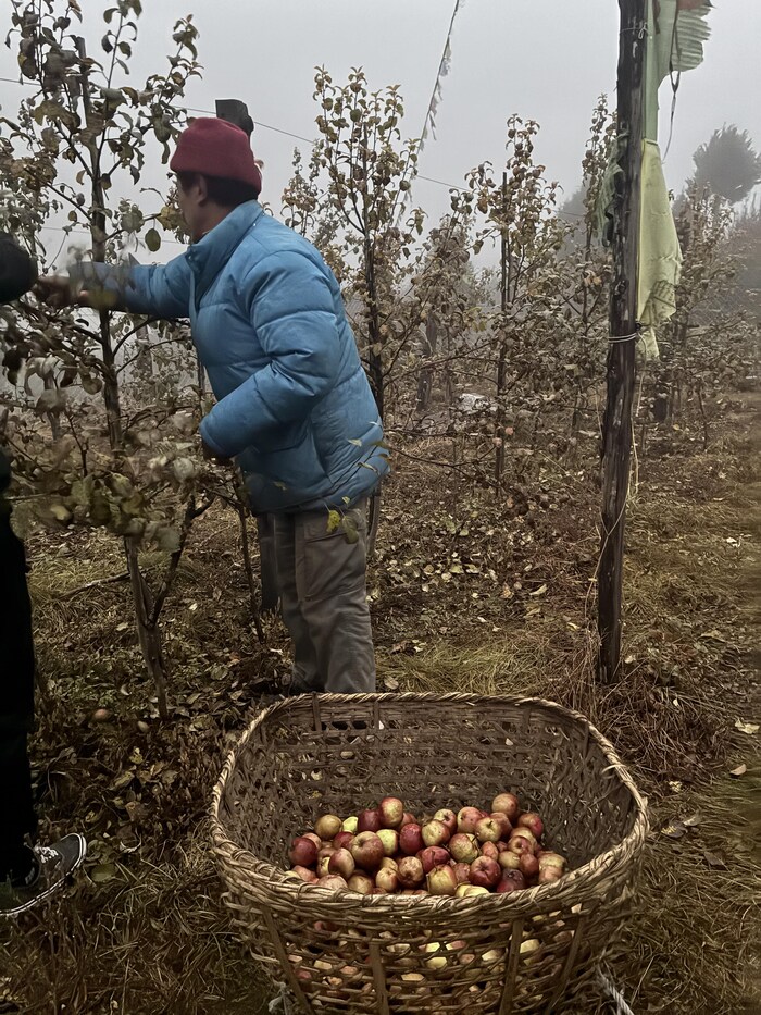 Un homme, de dos, en veste rembourrée bleue qui illustre le froid du climat, cueille des pommes dans un grand panier en premier plan.