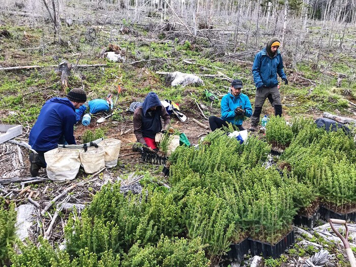 Des planteurs d'arbres dans Charlevoix