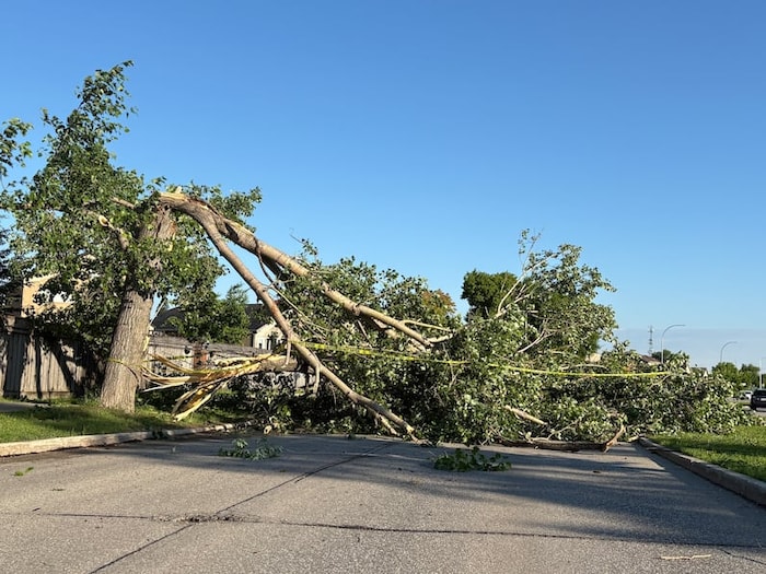 Un arbre tombé à Winnipeg.