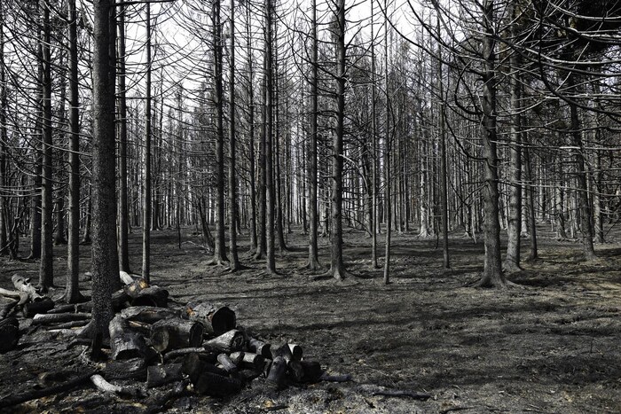 Des arbres aux troncs minces, dépourvus de feuilles, sont noirs et le sol est noir et couvert de cendres.