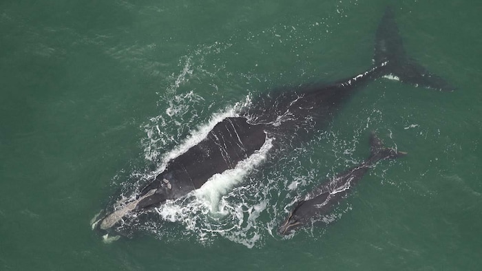 Deux baleines, une mère et son bébé, photographiées de haut dans des eaux turquoises et nageant vers le coin inférieur gauche de l'image.