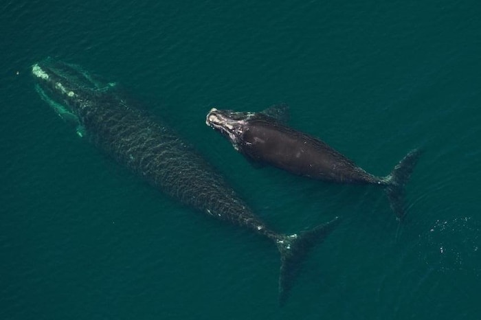 Deux baleines photographiées de haut. La mère est un peu plus en profondeur et le bébé à son côté apparaît à la surface.