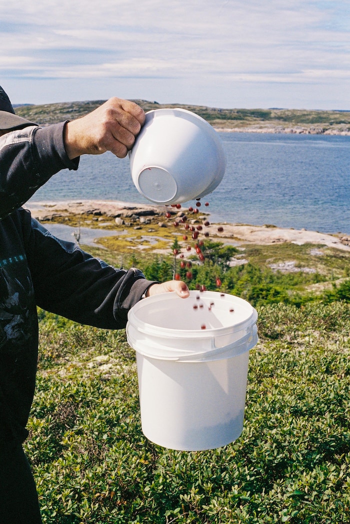 Une personne verse des petits fruits dans un grand sceau.