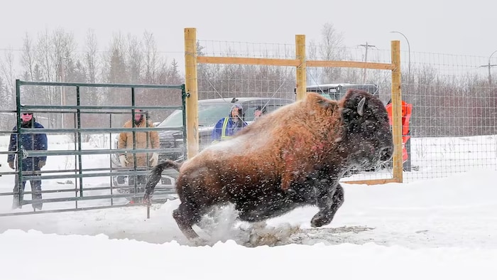 Un bison est relâché dans un ranch de la nation métisse de Willow Lake, en Alberta, le 18 février 2026.